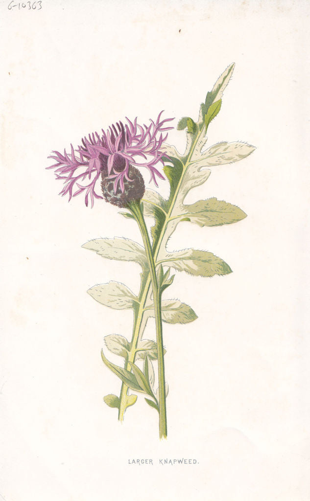 FLOWERS. Larger Knapweed c1895 old antique vintage print picture